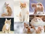 The Cat Tails