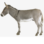 dairy free video games