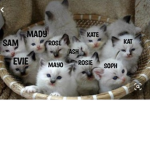 1CON1C S1ST3RS SQU4D