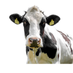 De cow fanclub!