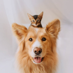 Dogs And Cats Kingdom