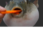 This is the fishgamer fan club