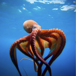 Octopus gang official
