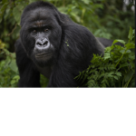 GORILLA UNITE