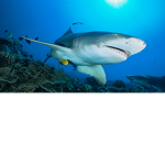 Roaming Shark Studios