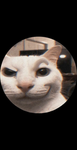 La tribu del gato UwU