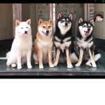 Mr doge and cat