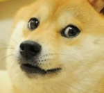 Doge yay wow