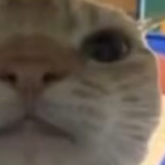 (Cat crew)