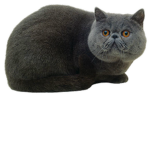 meowy kitties club