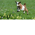 wE dA goAt5