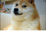 United Area of Doge