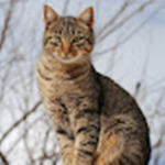 kin the cat