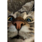 Kitteh's random group