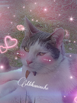 Mikanouche