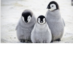 The Penguinsssss