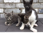 Black Cat Society