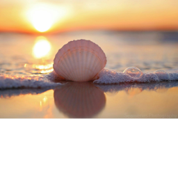 seashells hangout!