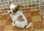 Puppy <3erz!