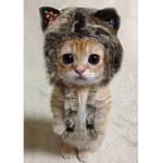 catz for life