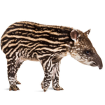 Baby Tapir