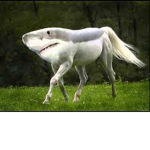 HorseShark Studios