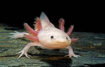 Axolotl's 4 life