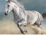 Horse valley riding club!