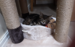 Cat and Cute Kittens Club