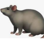 all rats stand up