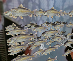 fish geame