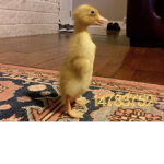 Duckling godzz