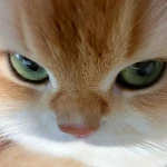 Gatin's Store Group Thumbnail