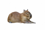 (CW) Capybara Clan