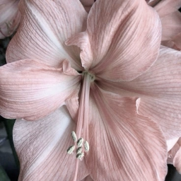 🌸