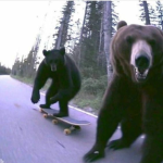 pretty silly bears