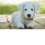=DOGS RULE!!!