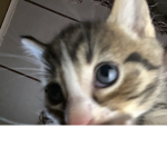 Poopy Poop cat