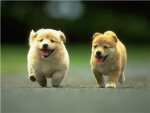 Dog Lovers!!