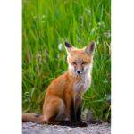 Team Fuchs