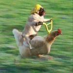 The Chicken Pugs