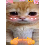 貓貓貓貓貓貓