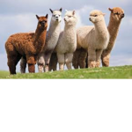 THE ALPACAS :D