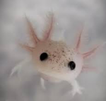 Axolotlfanclubyay
