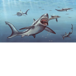 SharQ_btw