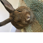 My group of bunnies