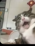 Catssss are cute 111