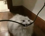 Gpysion Cat