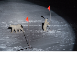 Capture the polar bear flags🈴🈳