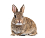 The cool bunny Group